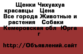 Щенки Чихуахуа красавцы › Цена ­ 9 000 - Все города Животные и растения » Собаки   . Кемеровская обл.,Юрга г.